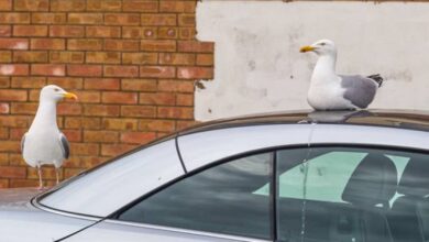 How To Stop Birds From Pooping On My Car