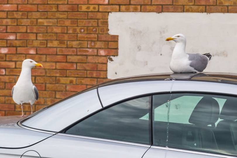 How To Stop Birds From Pooping On My Car